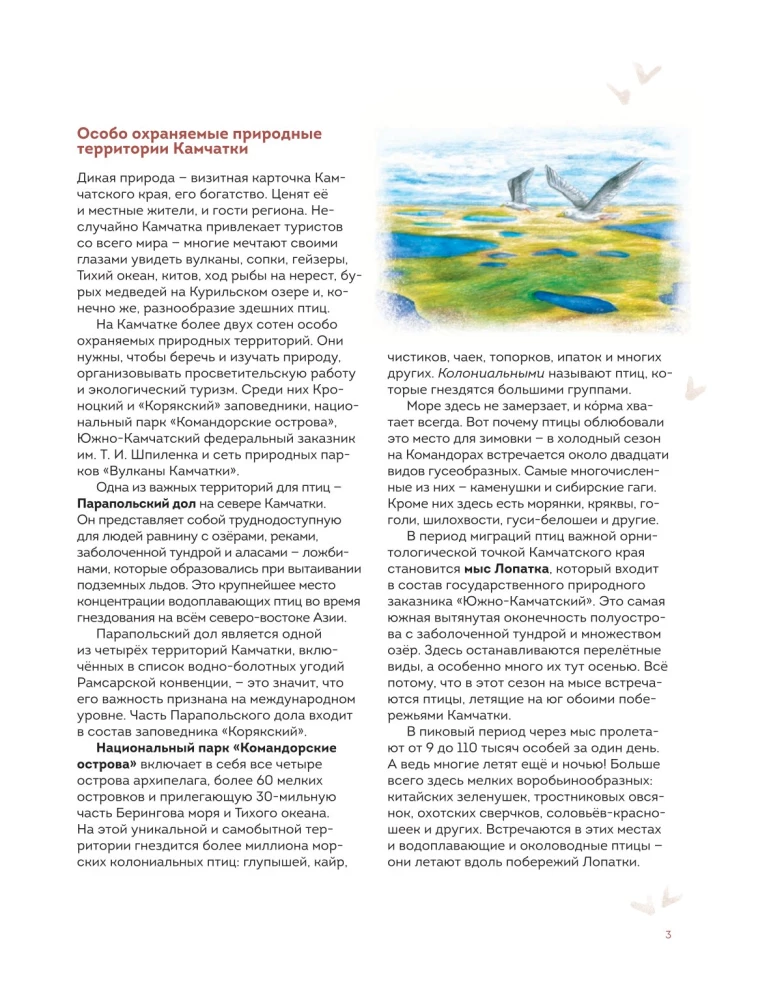Birds of Kamchatka and the Commander Islands. Where to find and how to recognize